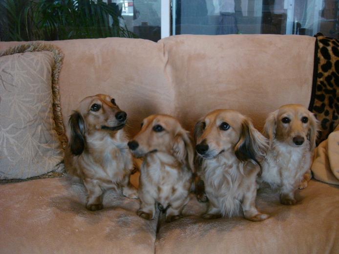 How do you care for English cream dachshund puppies?