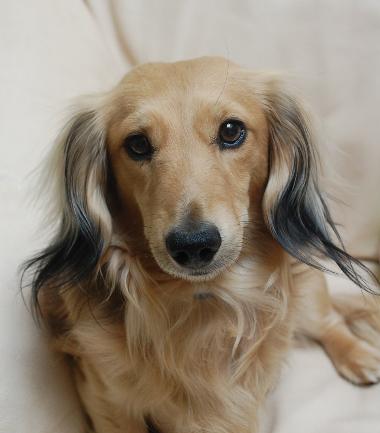 mini dachshund blonde